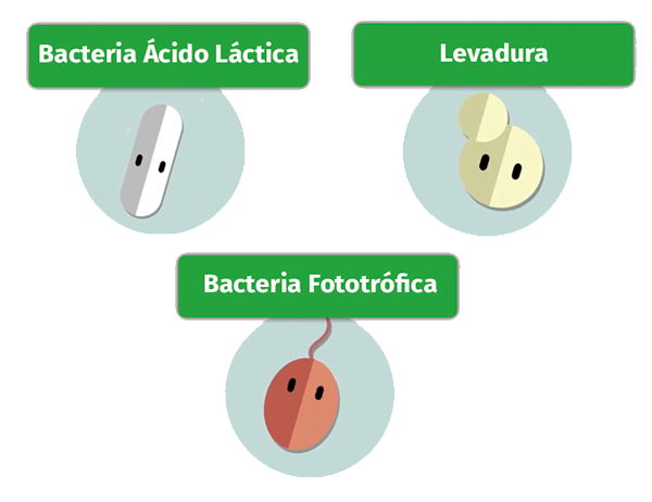 microorganismos-efectivos