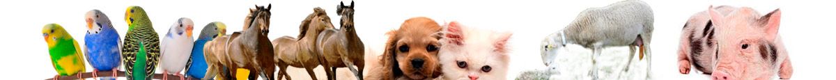 BANNER-ANIMALES-GRANJA-mascotas