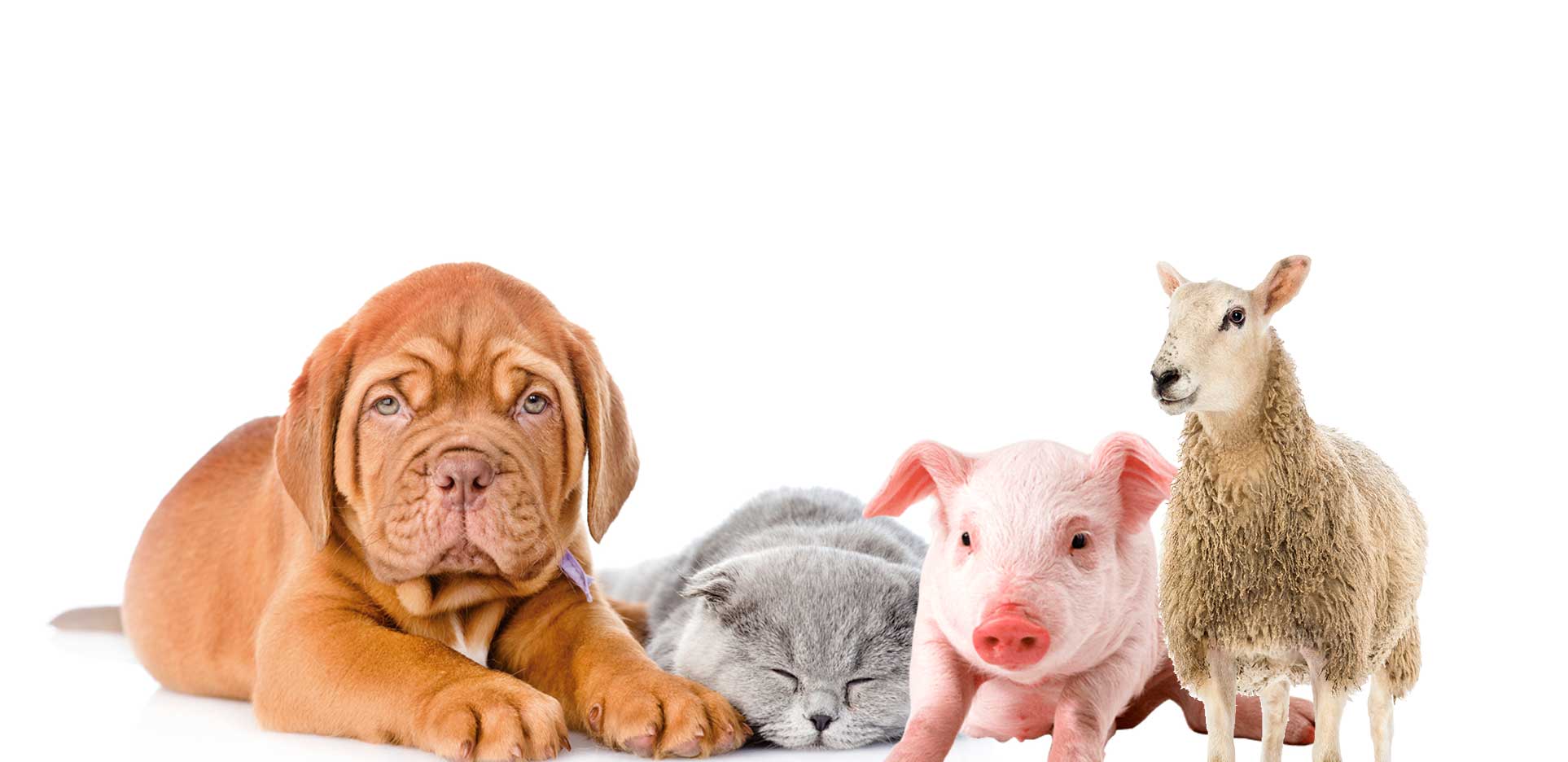 productos para animales de granja y mascotas