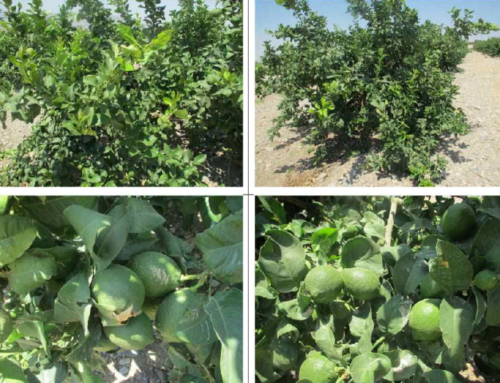 Aplicación de EM Agro – Microorganismos Efectivos en cultivo de cítricos