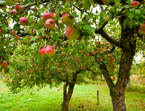 Nutriendo la Tierra, Cultivando Sueños: Descubre Nuestro Abono Orgánico con Microorganismos Efectivos para Árboles Frutales